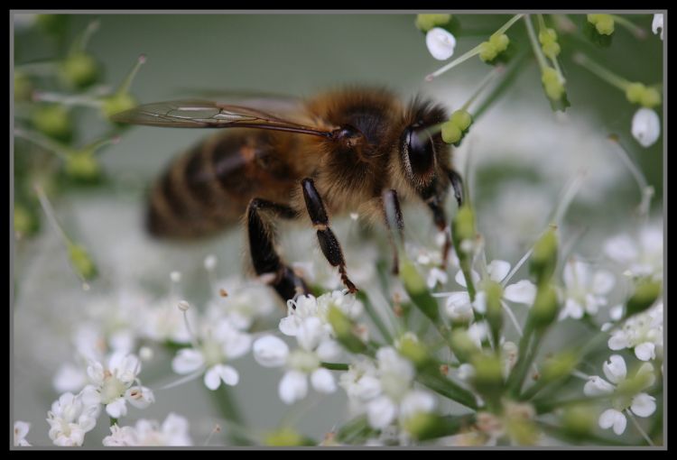 Fonds d'cran Animaux Insectes - Abeilles Gupes ... bzzzzbzzzbzzz