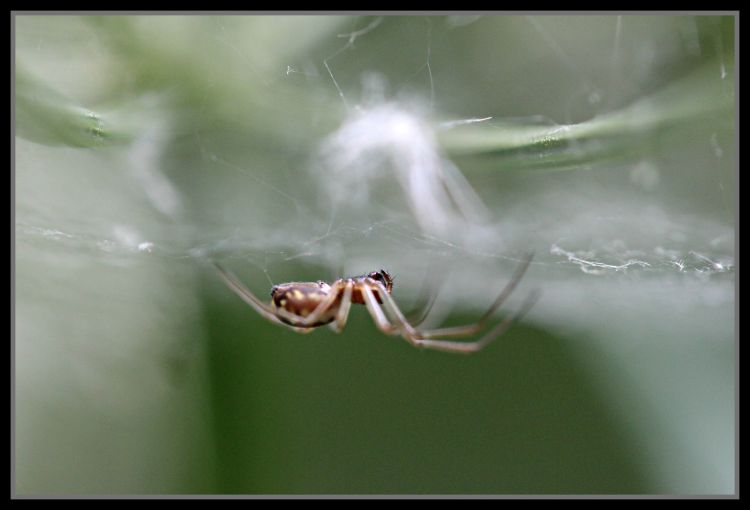 Fonds d'cran Animaux Araignes Araignée et sa toile.