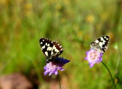  Animaux 1ere macro tang 