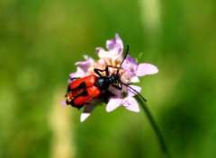  Animaux 1ere macro tang 