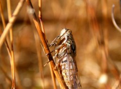  Animaux 1ere macro tang 