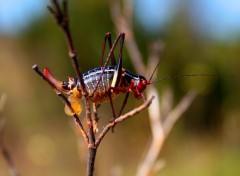  Animaux 1ere macro tang 