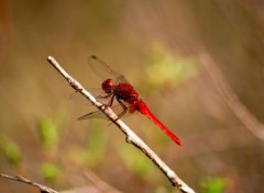  Animaux 1ere macro tang 