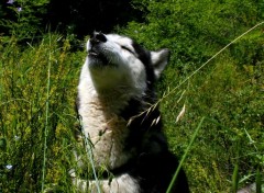  Animals animaux famille