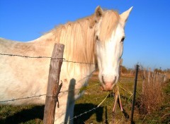  Animaux camargue