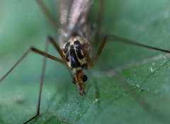  Animaux insecte