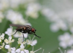  Animaux mouche