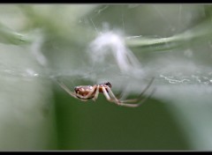  Animaux Araignée et sa toile.