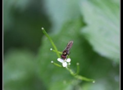  Animaux Insecte sur fleur.