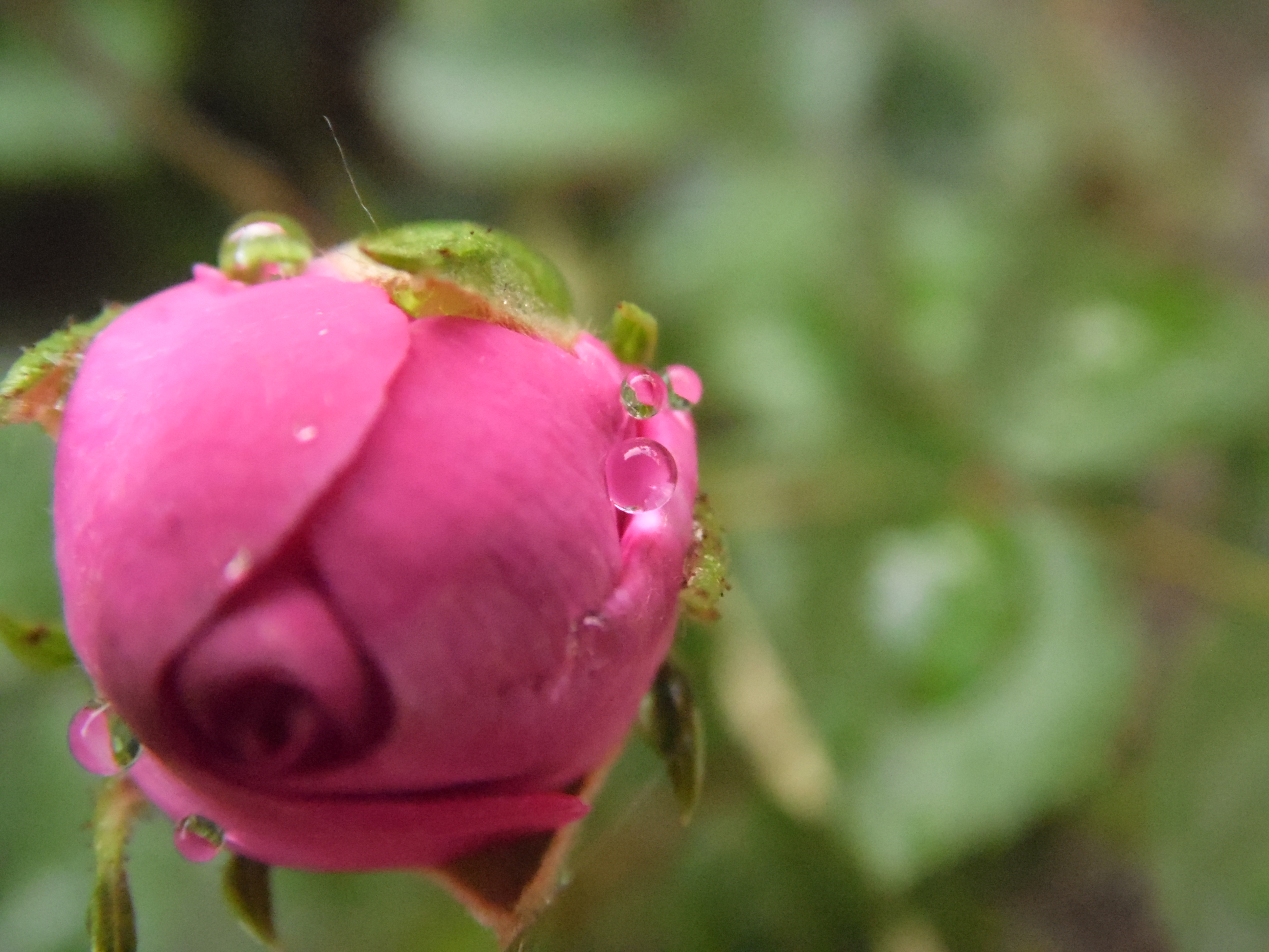 Fonds d'cran Nature Eau - Gouttes, rose 