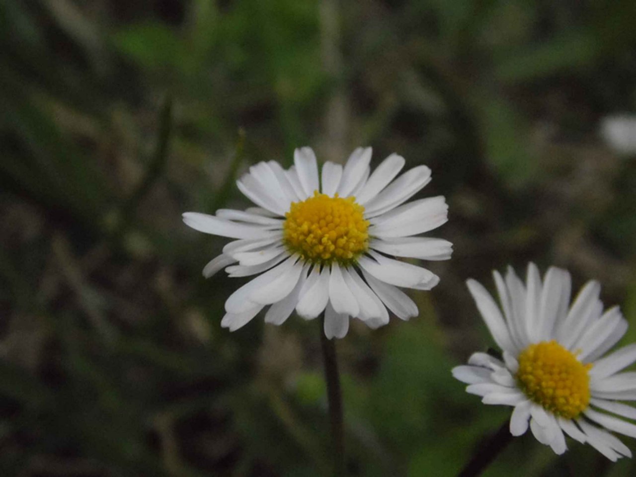 Fonds d'cran Nature Fleurs 