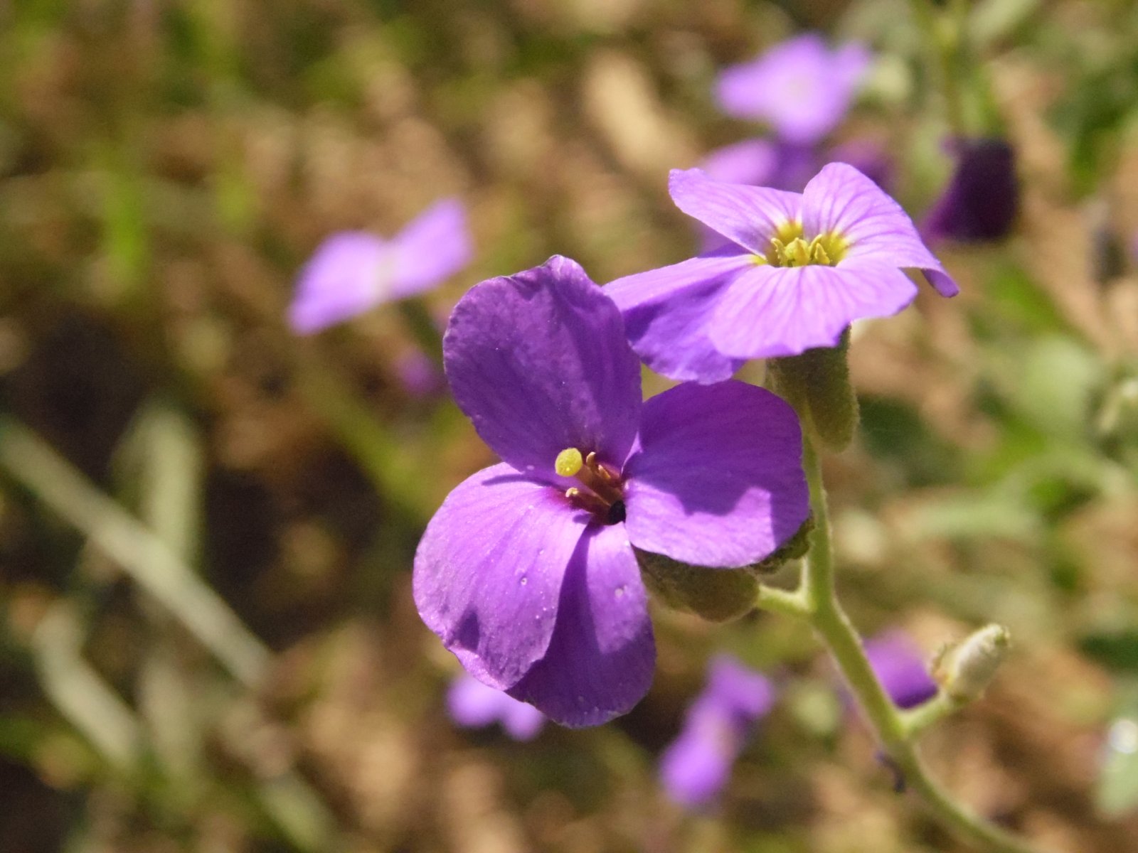 Fonds d'cran Nature Fleurs 