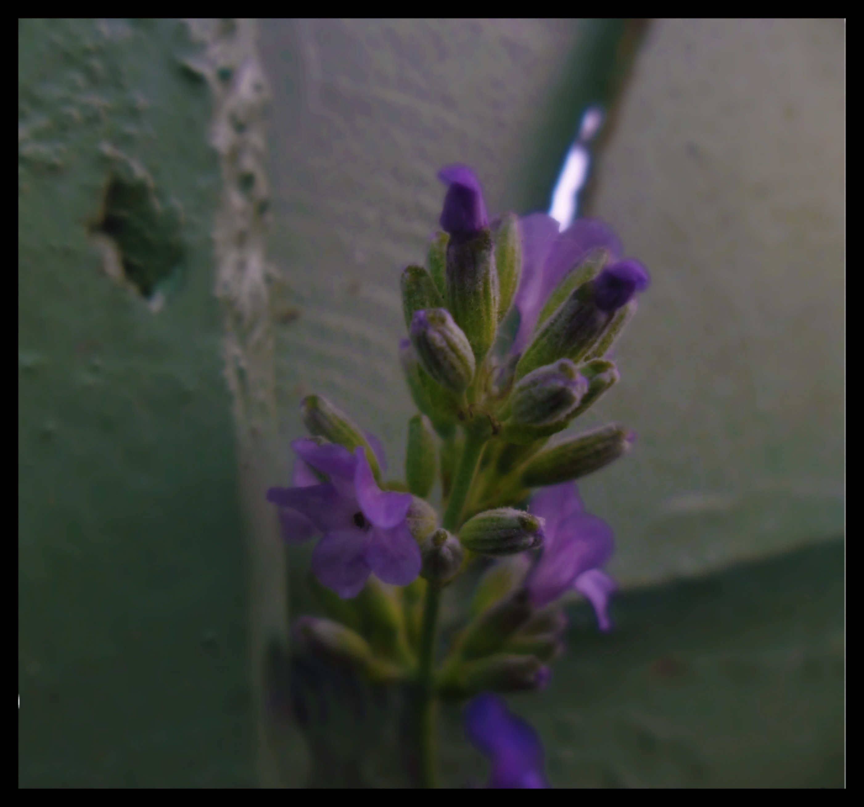 Fonds d'cran Nature Fleurs 