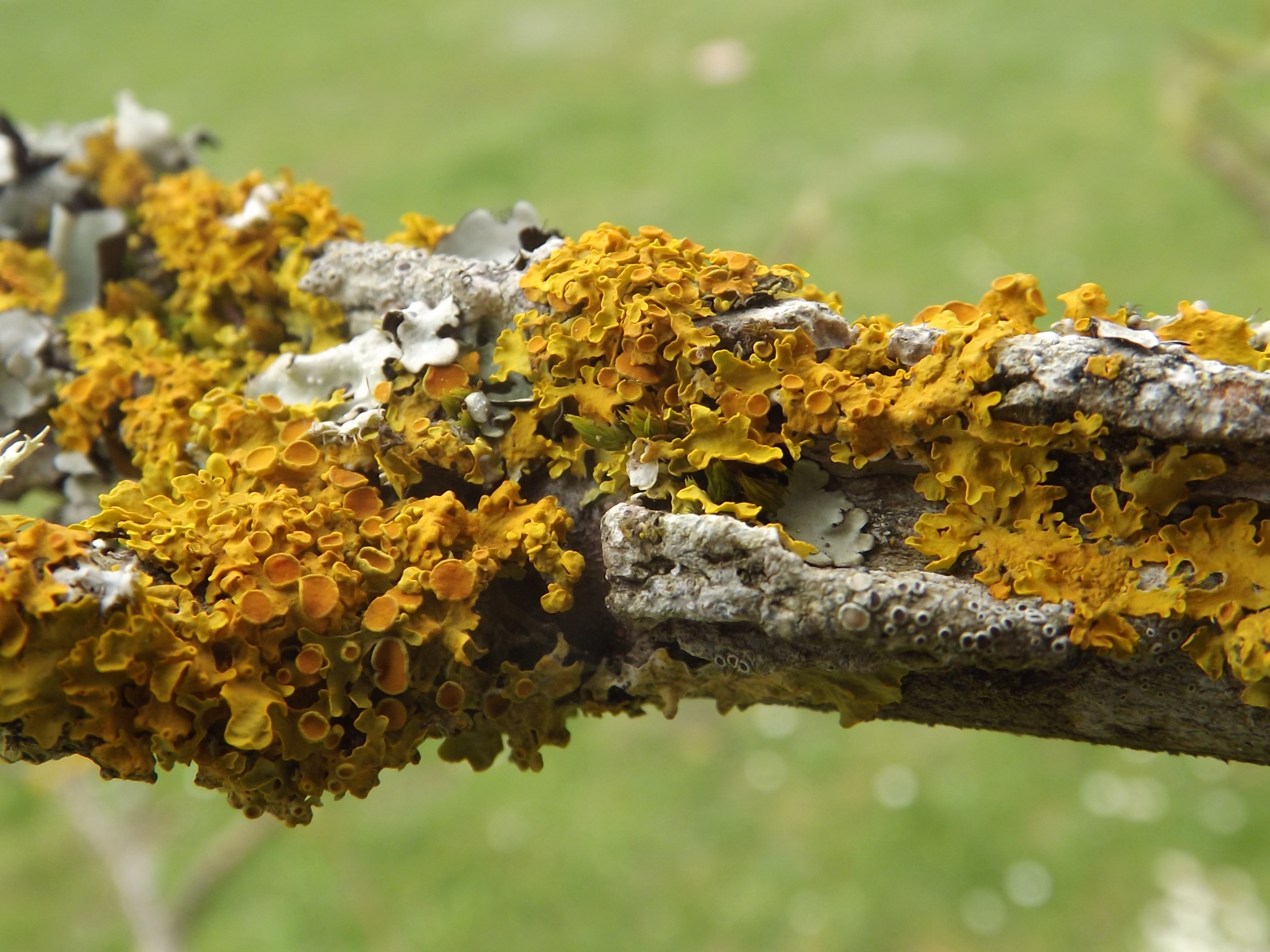 Fonds d'cran Nature Mousses - Lichens 