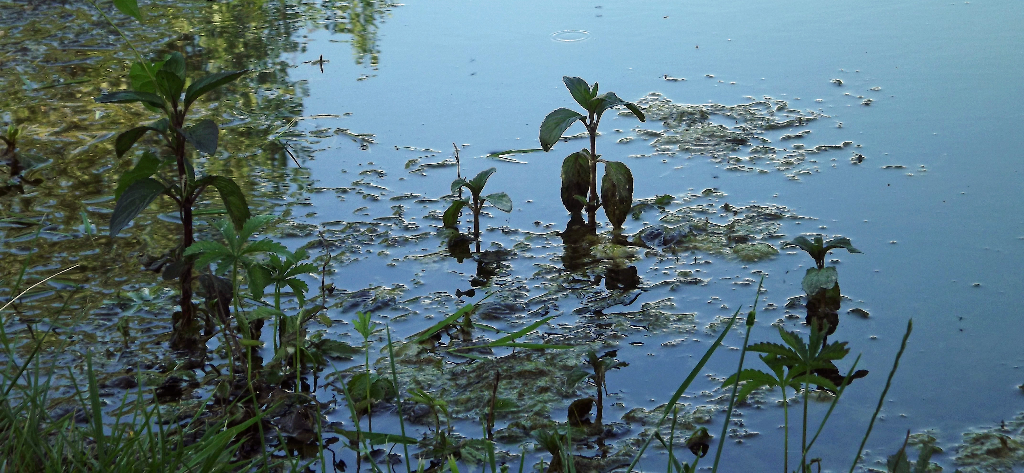 Fonds d'cran Nature Lacs - Etangs 