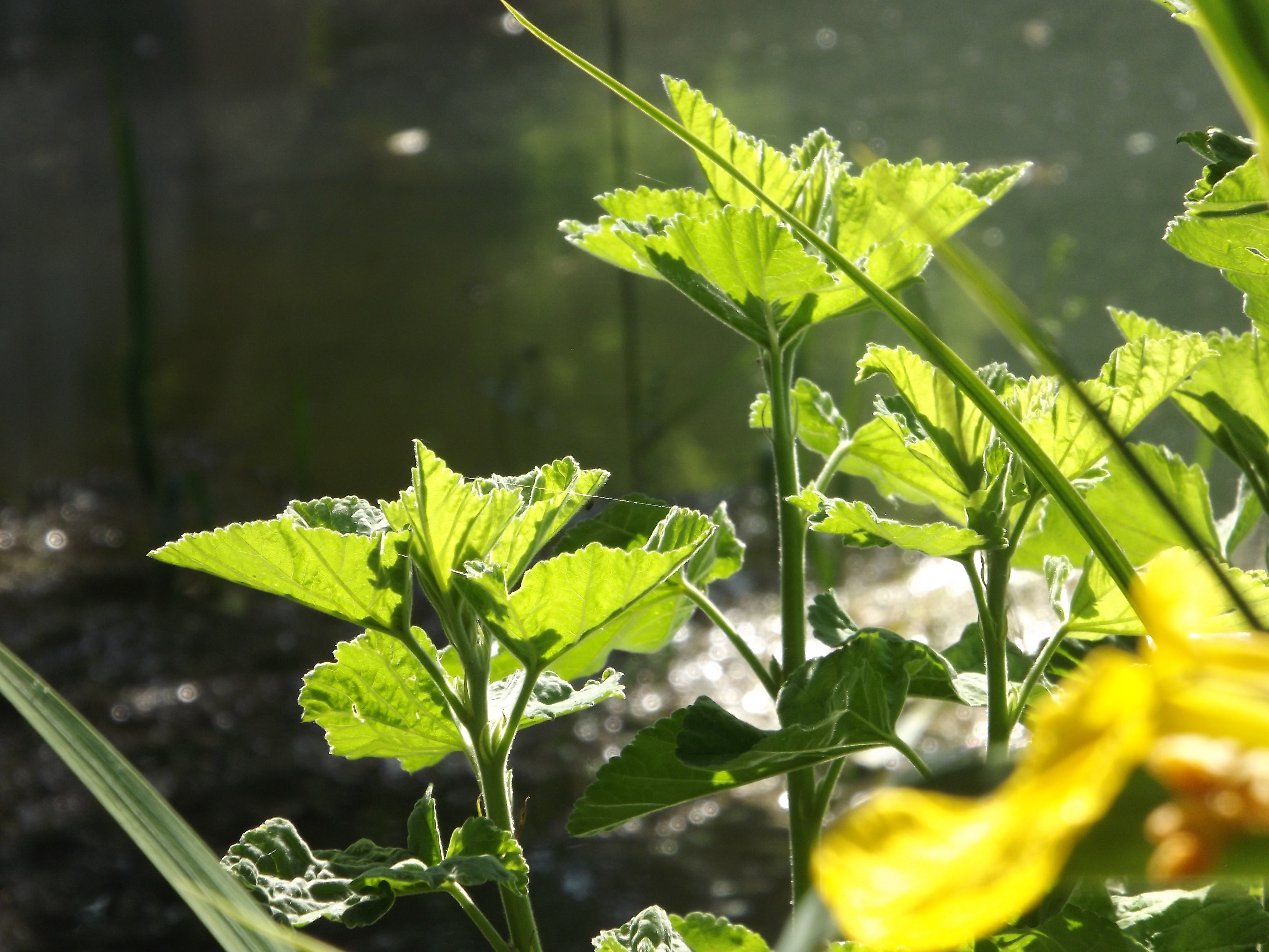 Wallpapers Nature Leaves - Foliage 