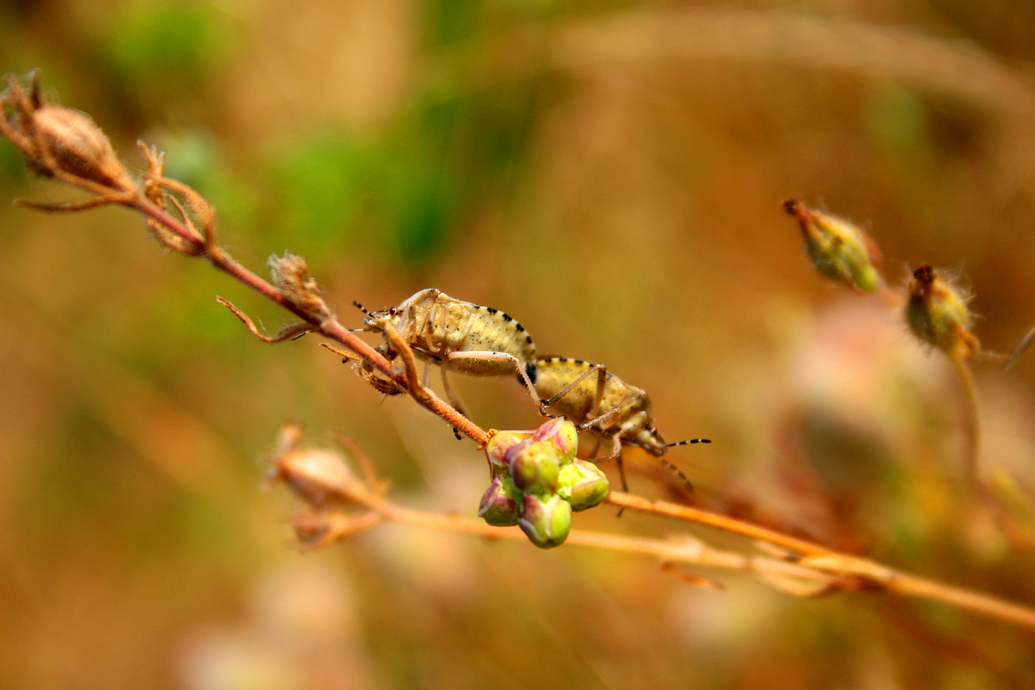 Wallpapers Animals Insectes - Bugs insectes dans la garrigue