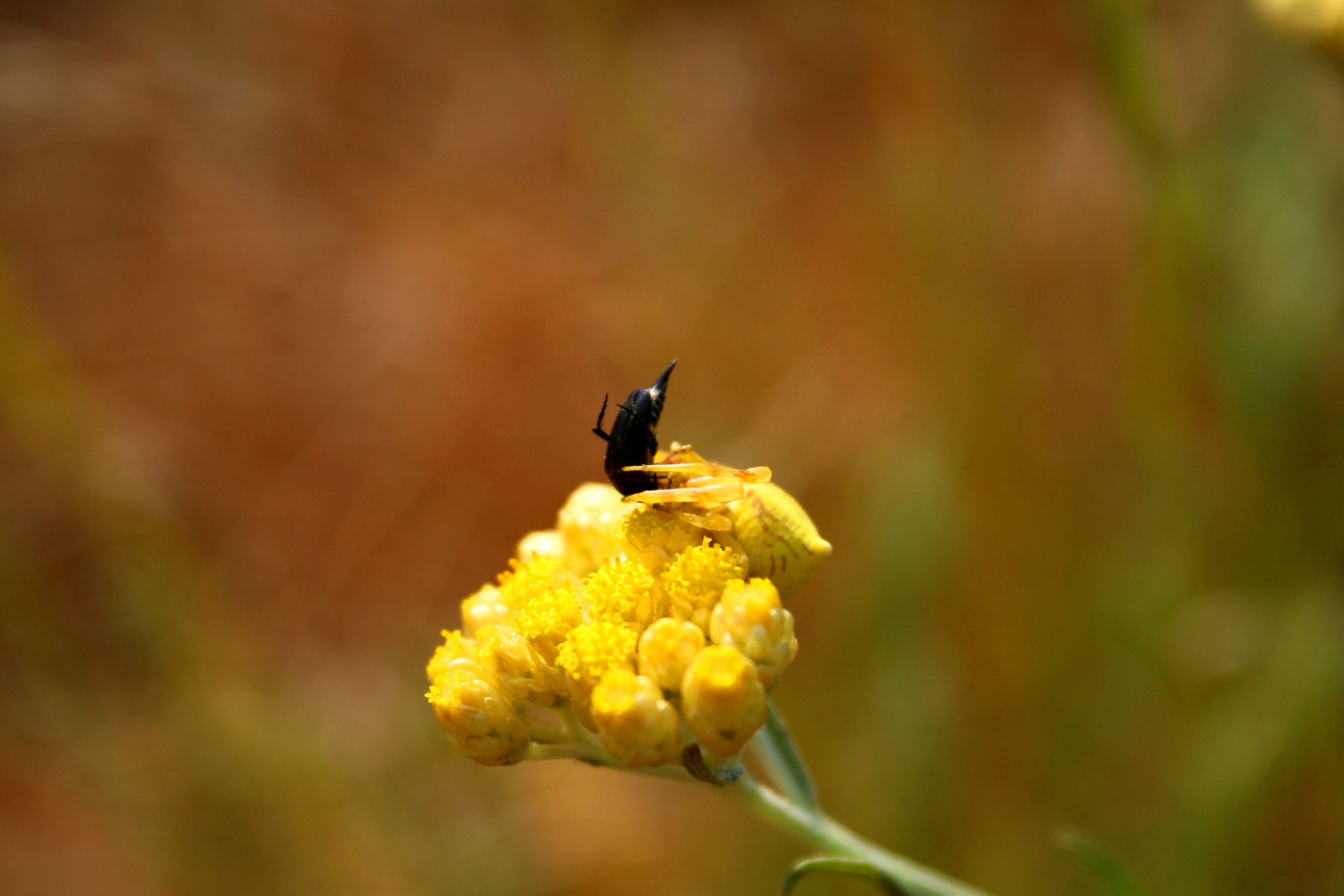 Wallpapers Animals Spiders insectes dans la garrigue