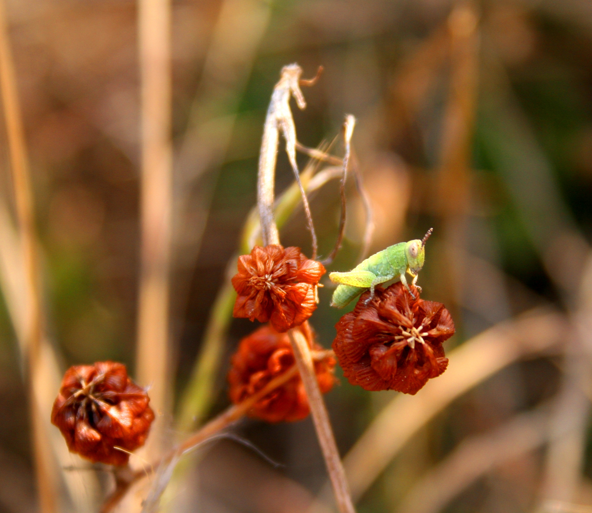 Wallpapers Animals Insects - Grasshoppers and Locusts insectes dans la garrigue