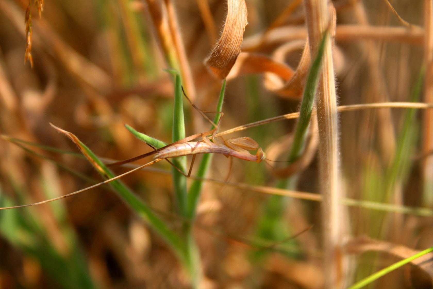 Wallpapers Animals Insects - Mantis insectes dans la garrigue