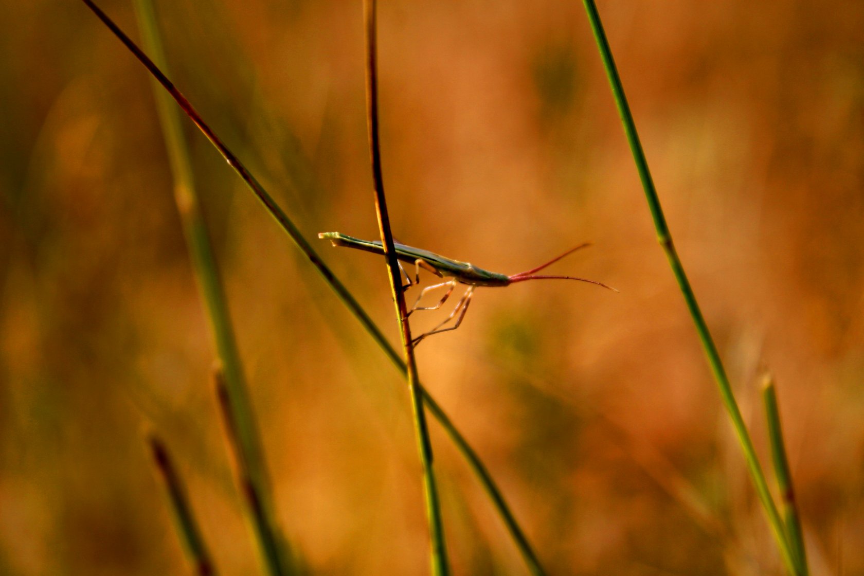 Wallpapers Animals Insects - Stick insectes dans la garrigue