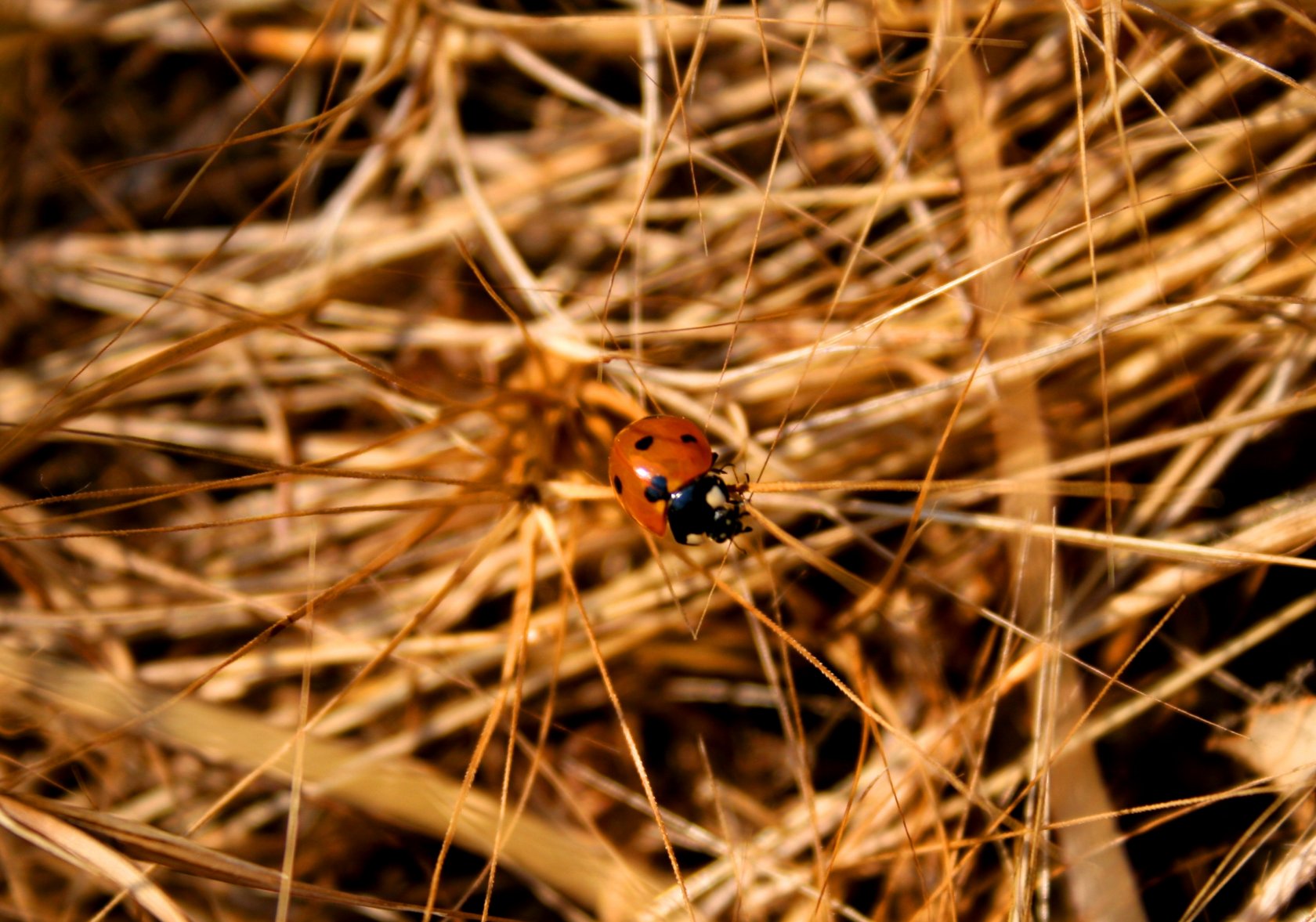 Wallpapers Animals Insects - Ladybugs insectes dans la garrigue