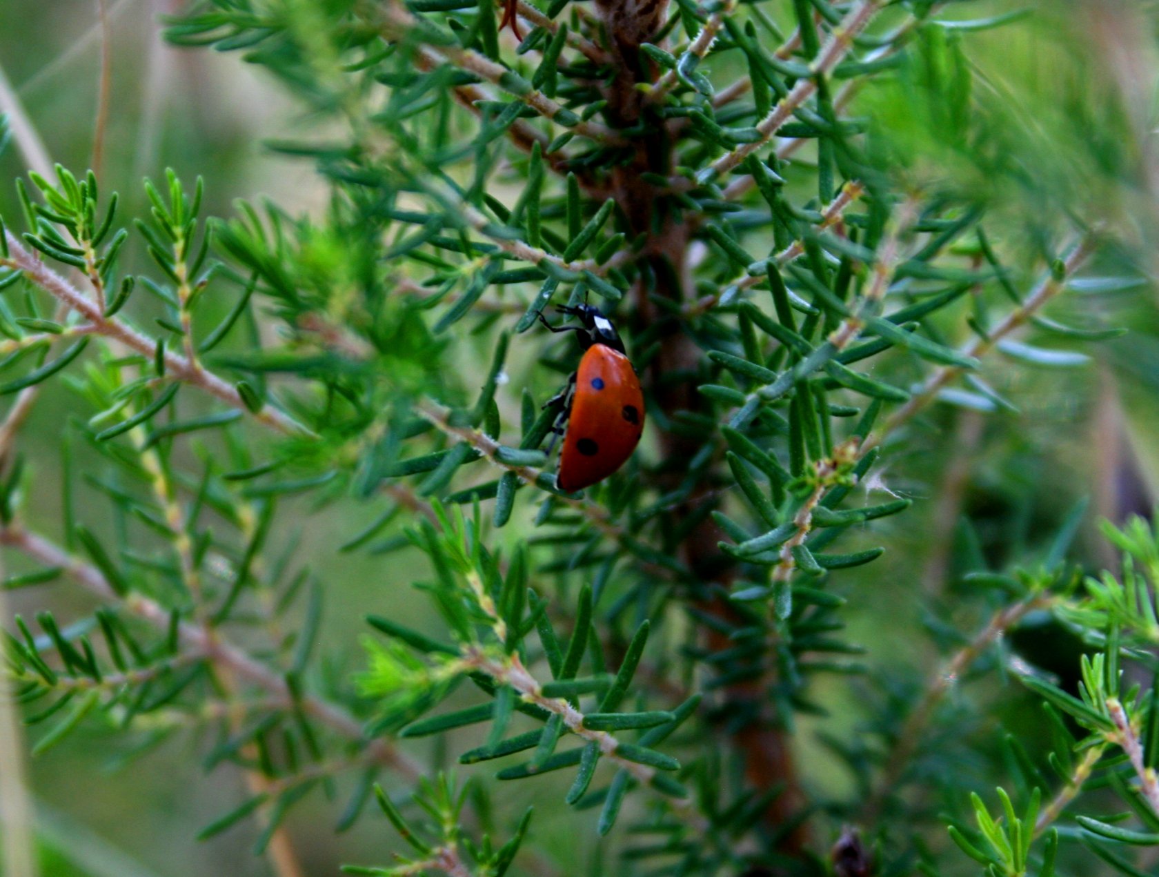 Wallpapers Animals Insects - Ladybugs 