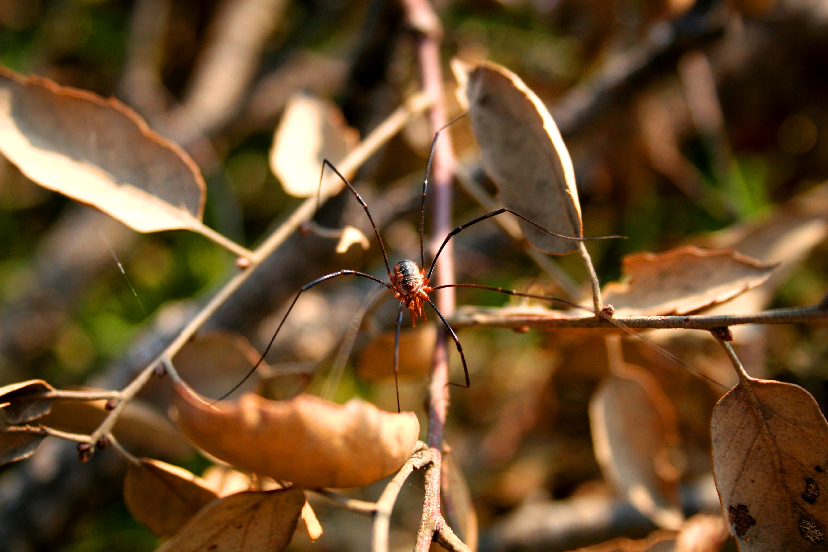 Wallpapers Animals Spiders 