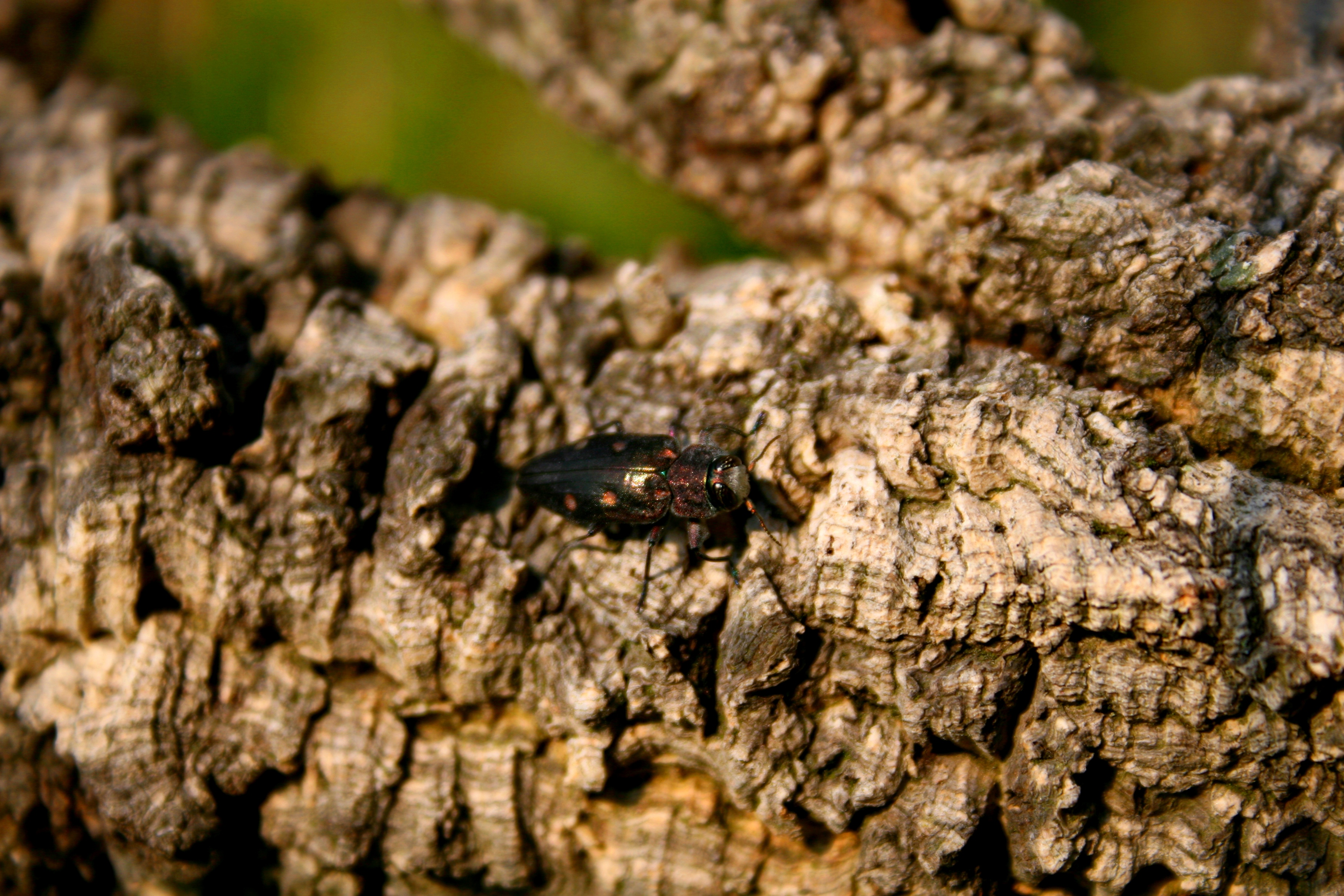 Fonds d'cran Animaux Insectes - Divers 