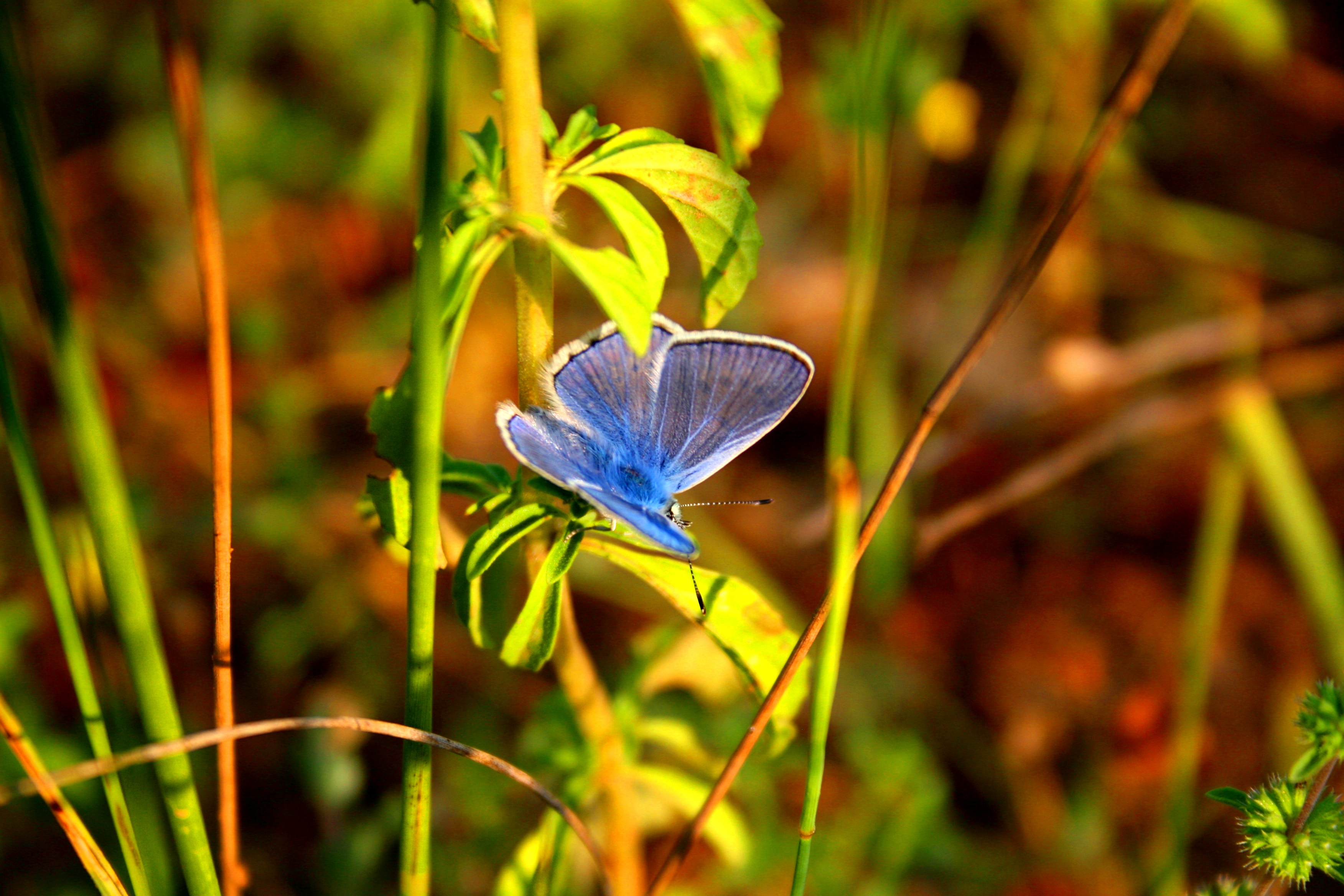 Fonds d'cran Animaux Insectes - Papillons 