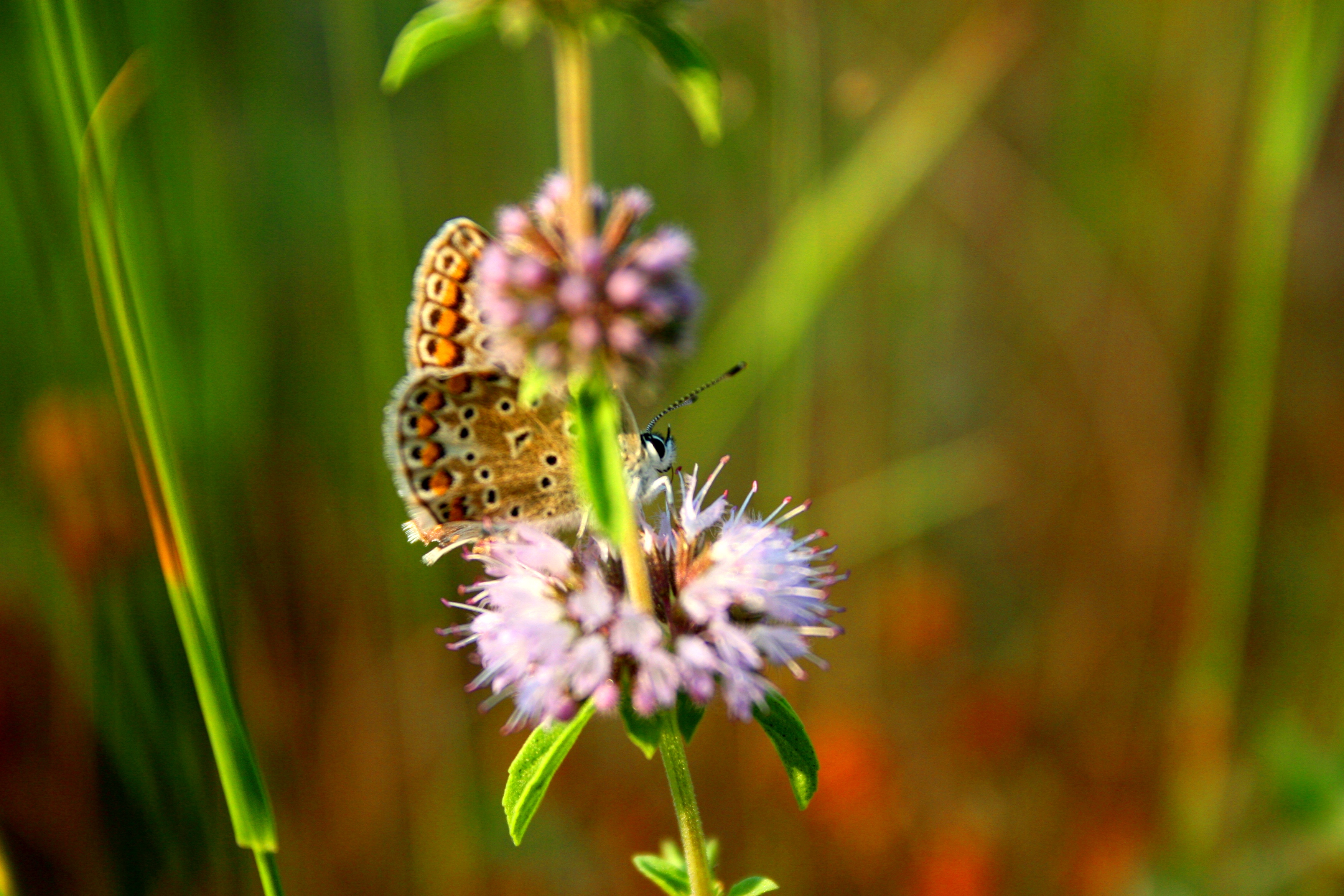 Wallpapers Animals Insects - Butterflies 