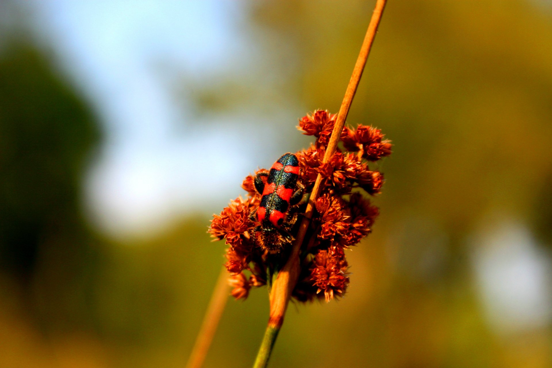 Fonds d'cran Animaux Insectes - Divers 