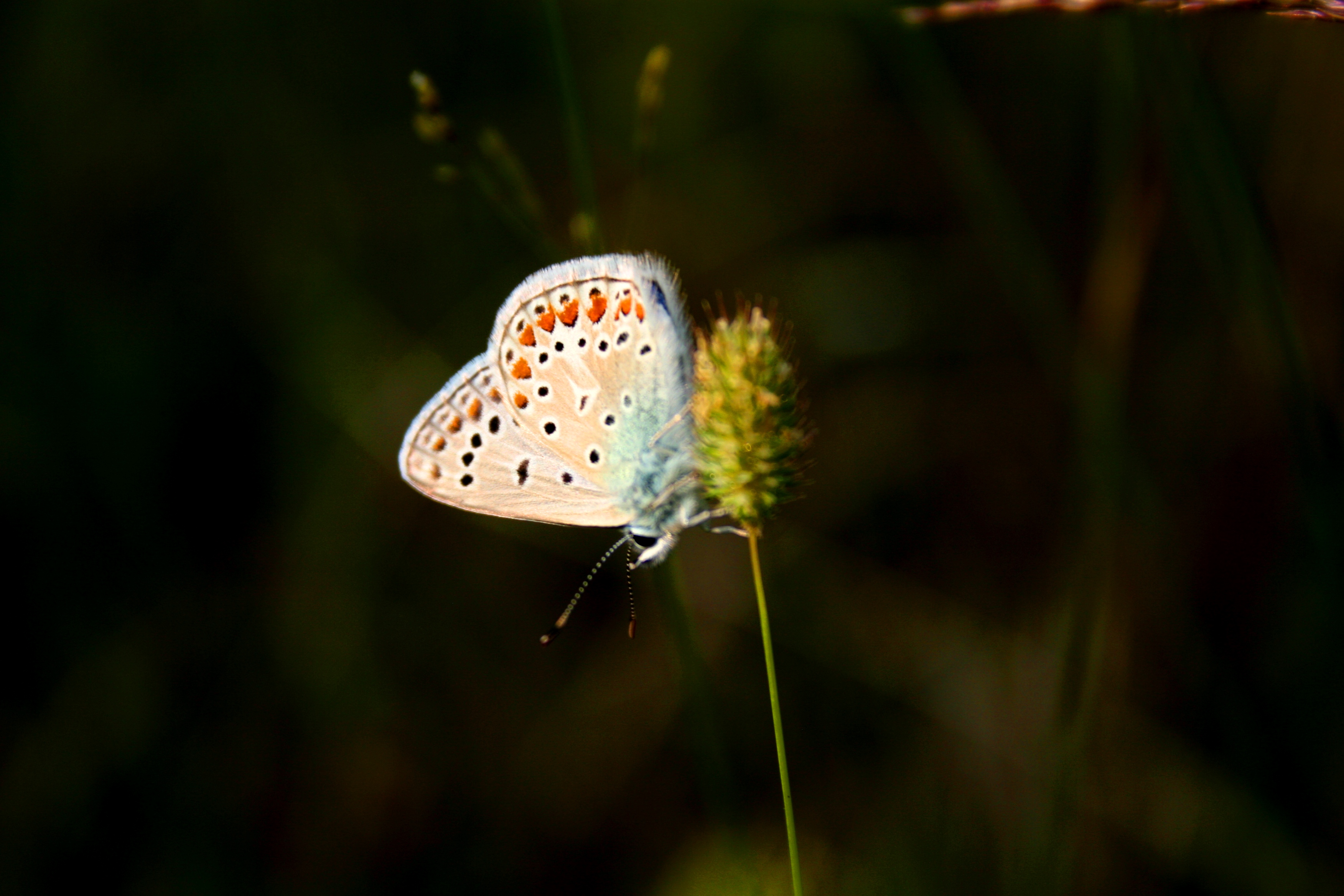 Wallpapers Animals Insects - Butterflies 