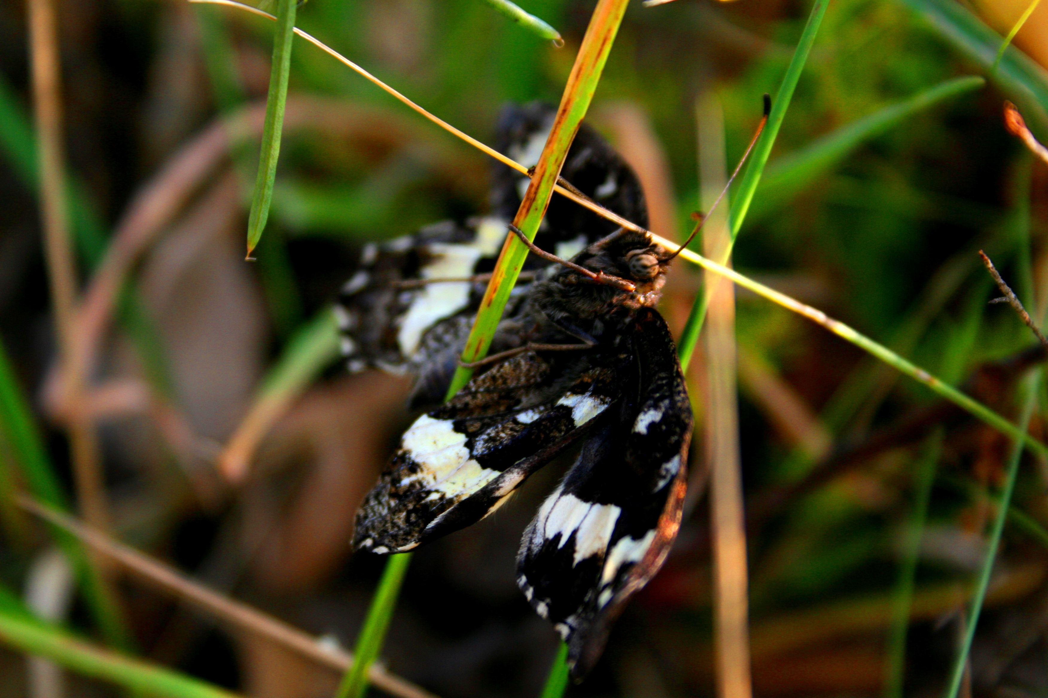 Wallpapers Animals Insects - Butterflies 