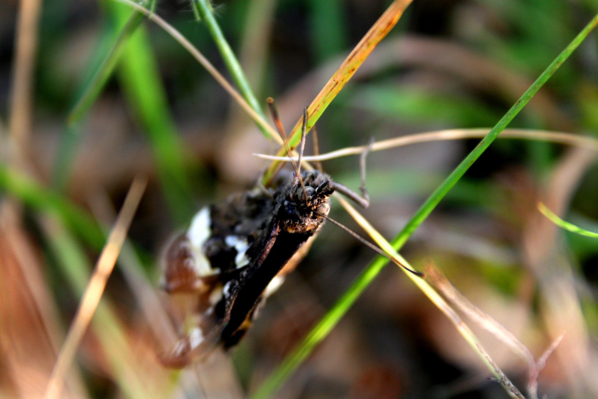 Fonds d'cran Animaux Insectes - Papillons 