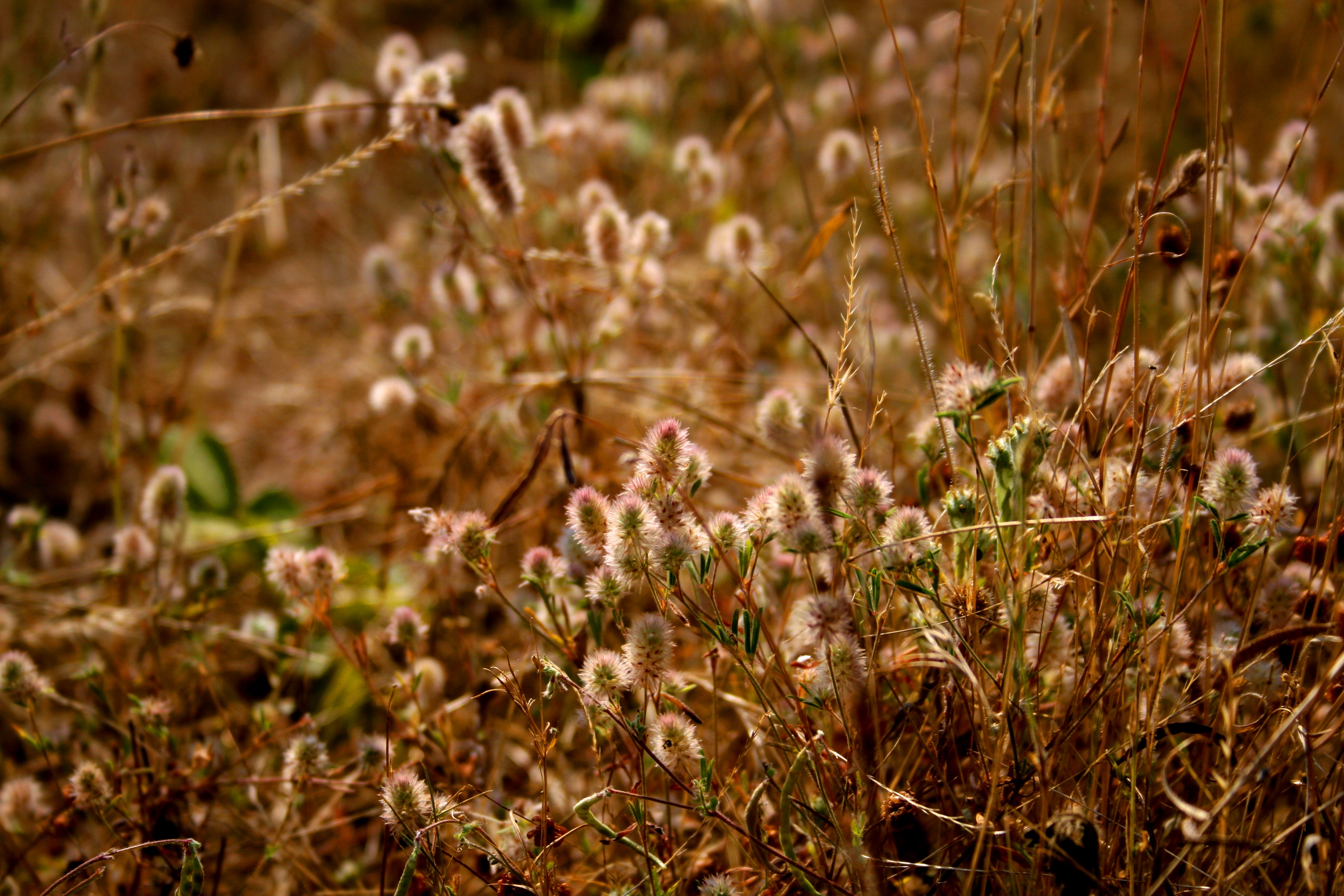 Fonds d'cran Nature Herbes 