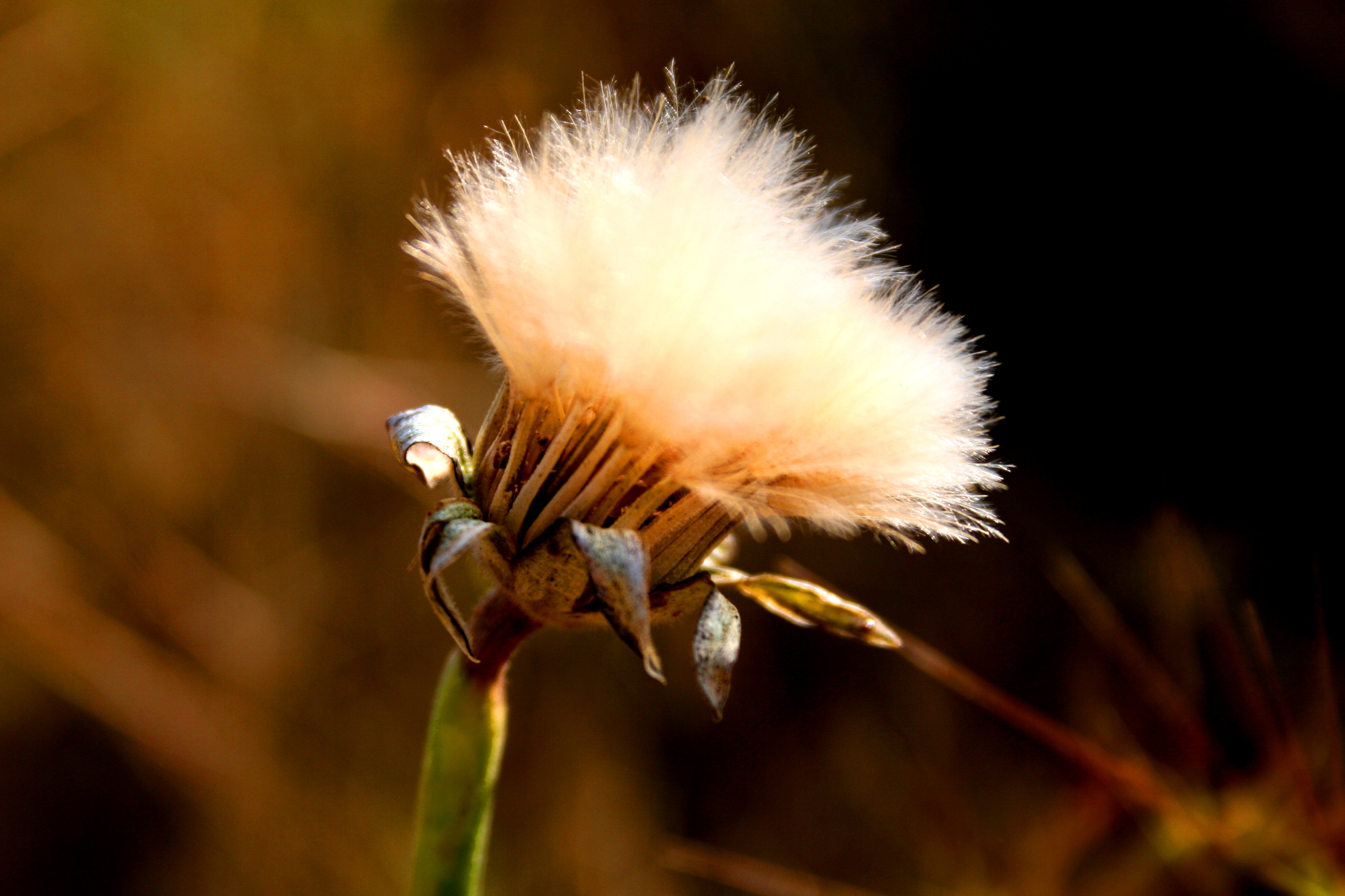 Wallpapers Nature Flowers 