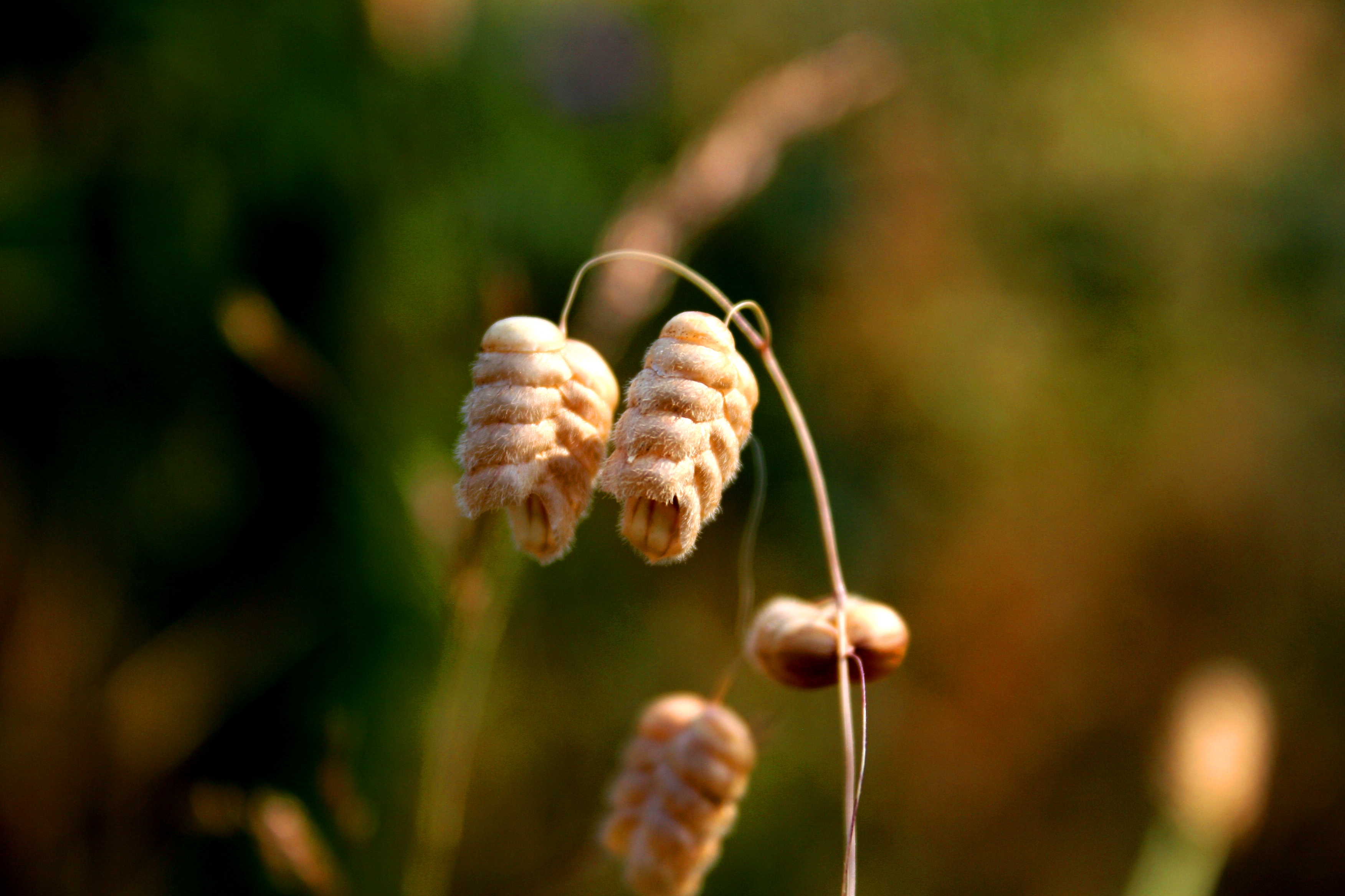 Fonds d'cran Nature Fleurs 