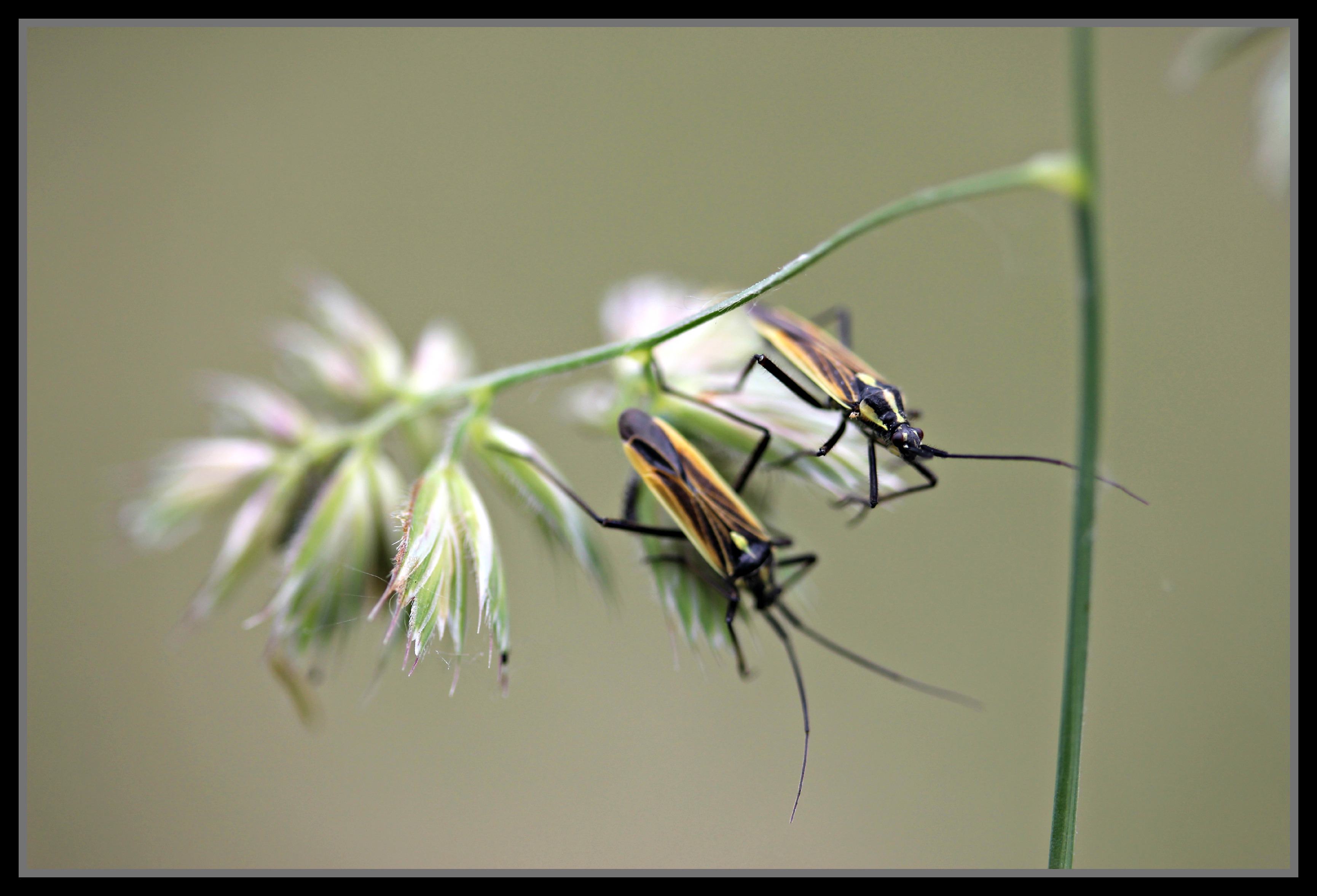 Wallpapers Animals Insects - Miscellaneous insecte