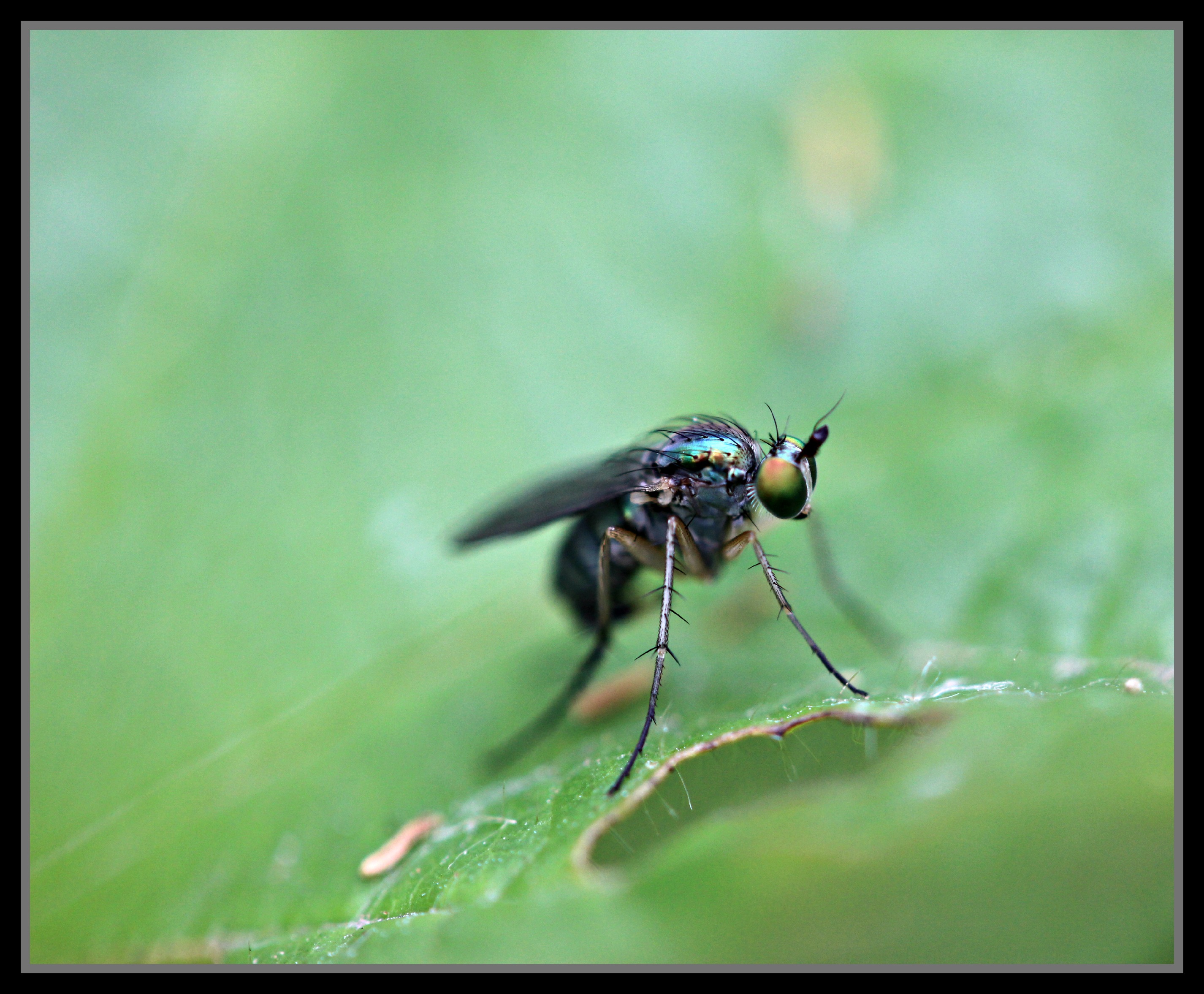 Fonds d'cran Animaux Insectes - Mouches insecte