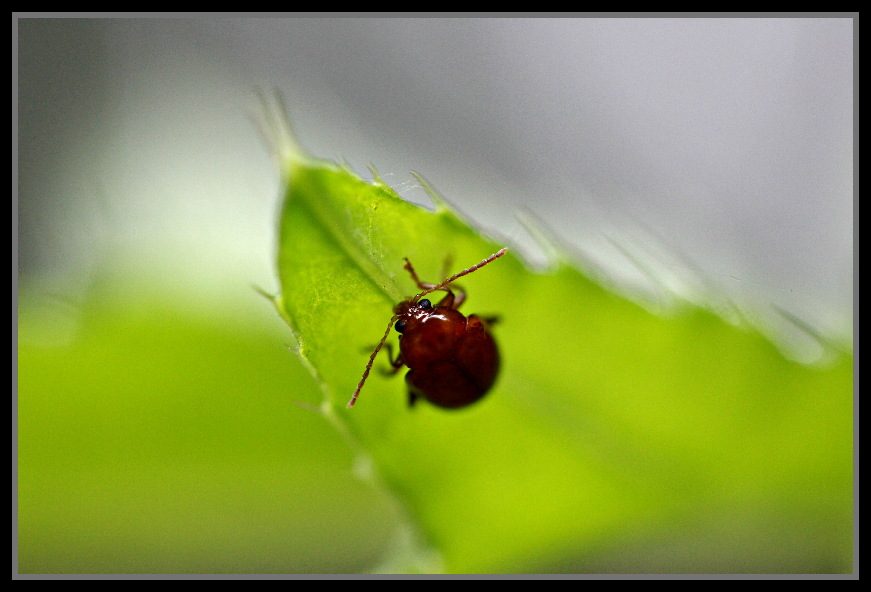 Fonds d'cran Animaux Insectes - Divers insecte