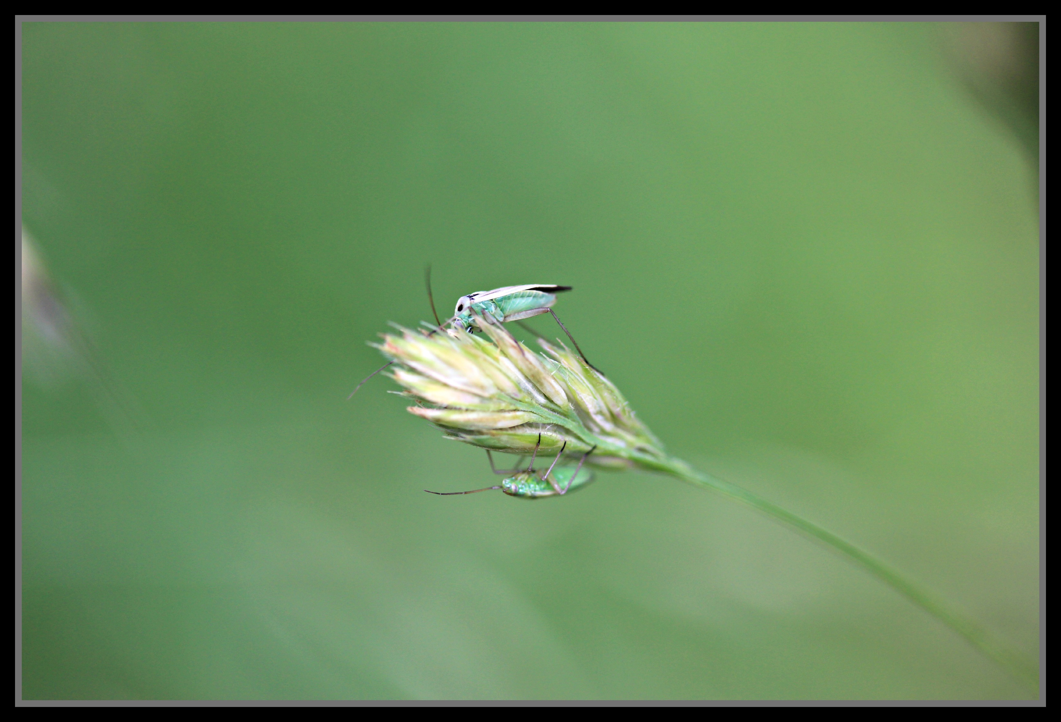 Fonds d'cran Animaux Insectes - Divers insecte