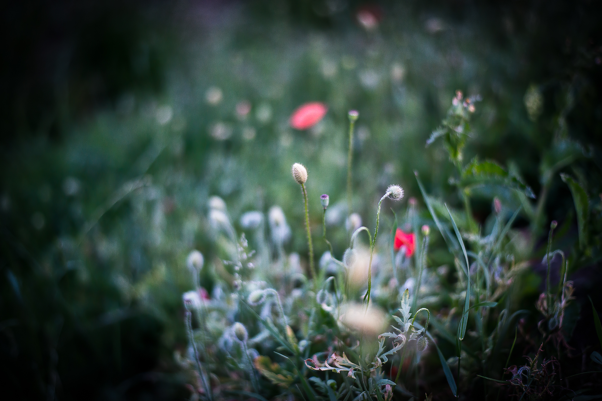 Wallpapers Nature Flowers Lonely..