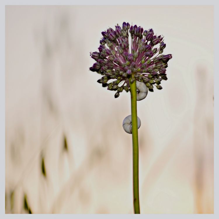 Wallpapers Animals Snails - Slugs Limaçon sur fleur d'ail....