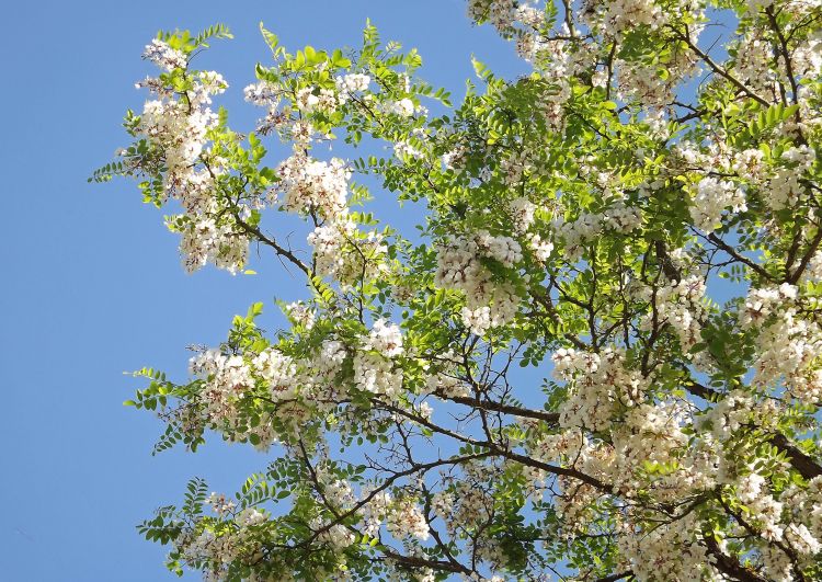 Fonds d'cran Nature Arbres - Forts accacia