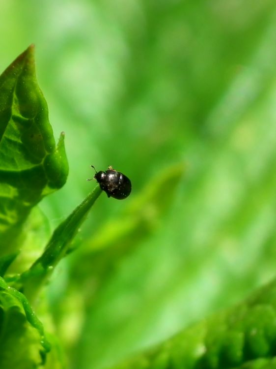 Fonds d'cran Animaux Insectes - Cloportes Mini équilibriste