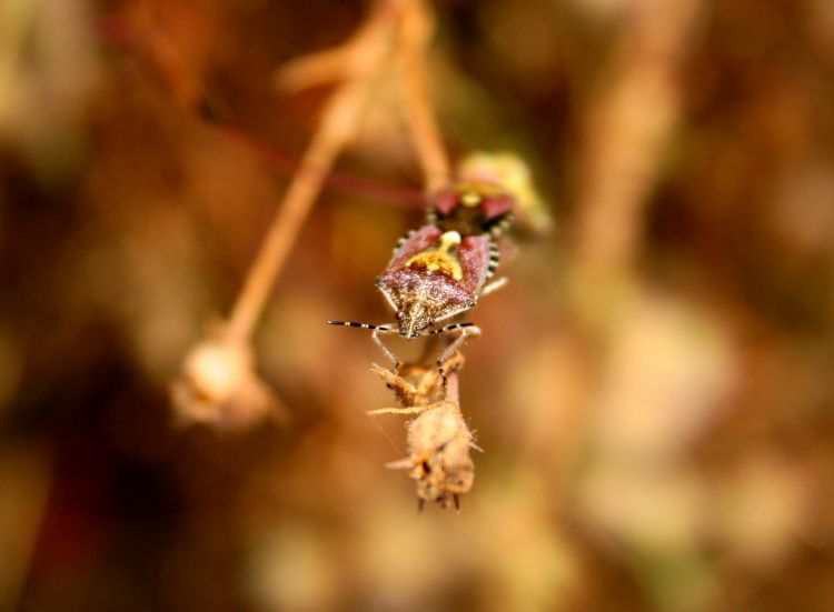 Wallpapers Animals Insectes - Bugs insectes dans la garrigue