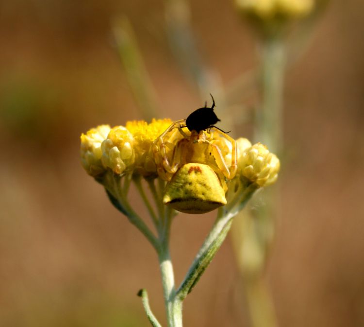 Wallpapers Animals Spiders insectes dans la garrigue