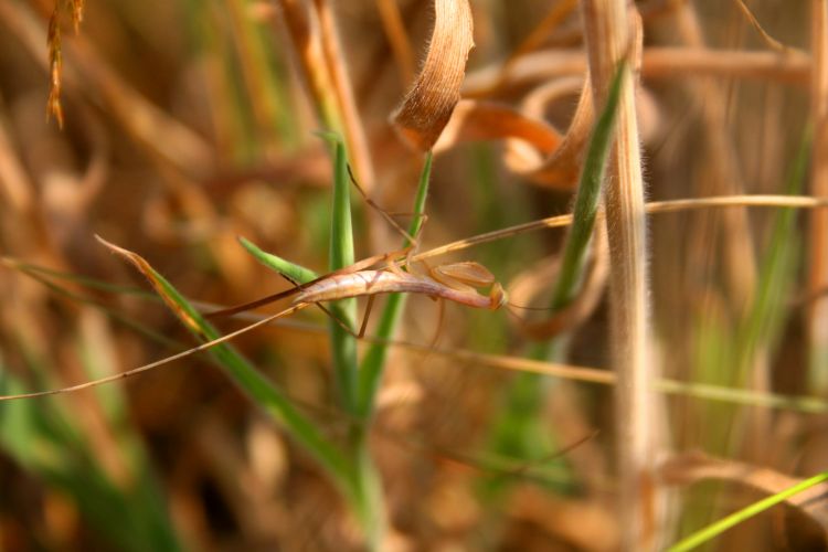 Wallpapers Animals Insects - Mantis insectes dans la garrigue