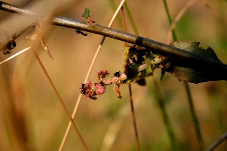 Fonds d'cran Animaux Insectes - Fourmis Wallpaper N347738